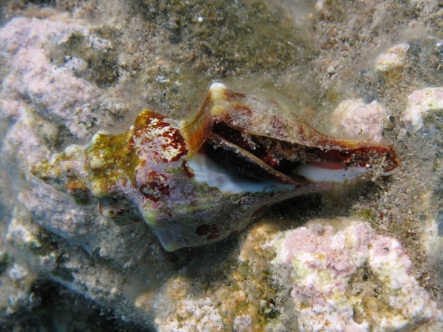 Fasciolaria lignaria